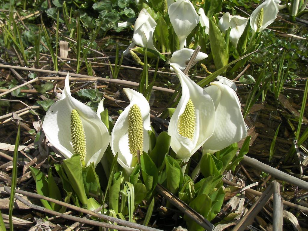 Alp Bach Madarao Villa Iiyama Luaran gambar
